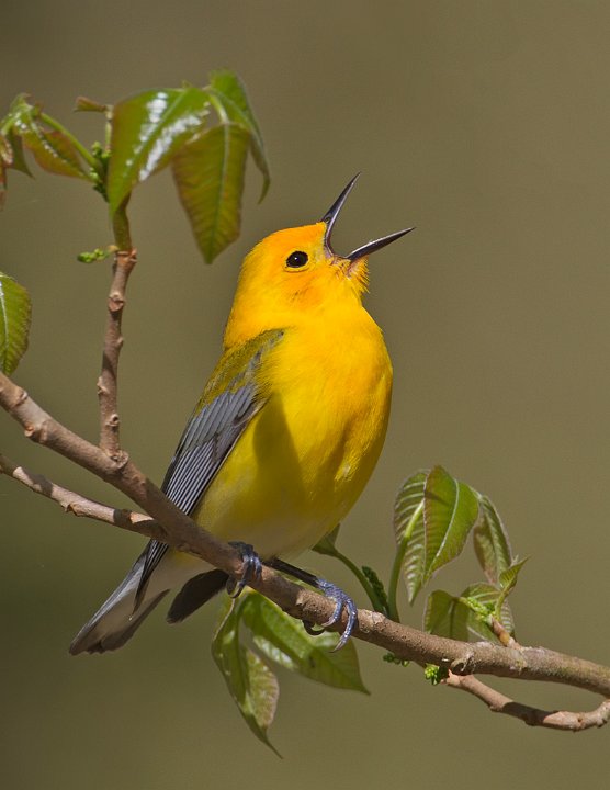 _4SB1441 prothonotary warbler.jpg